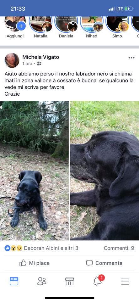 cane smarrito in val di prada|Ritrovare il cane smarrito: cosa fare subito e i consigli operativi.